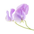 Pale lilac sweet pea