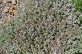 Pale mauve flowers of Thymus praecox Royalty Free Stock Photo