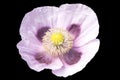 Pale mauve open poppy Royalty Free Stock Photo