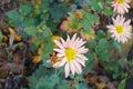 Pale melon-colored flower of Chrysanthemum in mid November Royalty Free Stock Photo