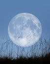 Pale moon Royalty Free Stock Photo