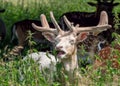 Fallow Deer Buck eating nettles, Warwickshire, England. Royalty Free Stock Photo