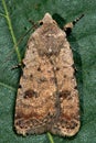 Pale mottled willow moth (Caradrina clavipalpis)