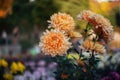 Pale orange chrysanthemums on a blurry ba0ckground close-up. Beautiful bright chrysanthemums bloom in autumn in the garden. Royalty Free Stock Photo