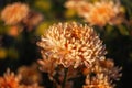 Pale orange chrysanthemums on a blurry background close-up. Beautiful bright chrysanthemums bloom in autumn in the garden. Royalty Free Stock Photo