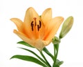 Pale Orange Day Lily Royalty Free Stock Photo