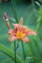 Pale orange lily flower portrait with green background.