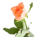 Pale orange rose