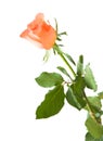 Pale orange rose Royalty Free Stock Photo