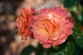 Pale orange rose flower in late afternoon light Royalty Free Stock Photo
