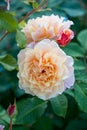 Pale orange rose flower with red bud in the garden Royalty Free Stock Photo