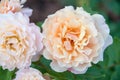 Pale orange rose flowers in the garden Royalty Free Stock Photo