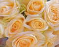 Pale orange rose flowers natural background Royalty Free Stock Photo