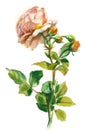 pale orange rose Royalty Free Stock Photo
