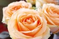 Pale orange roses. Close up view Royalty Free Stock Photo