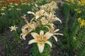 Pale orange spotted flowers of lilies in the garden in June Royalty Free Stock Photo