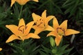 Pale orange yellow color lily flowers in garden Royalty Free Stock Photo