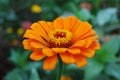 Pale Orange and yellow flower against blurred garden background Royalty Free Stock Photo