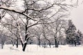 Beautiful snowbound winter forest glade