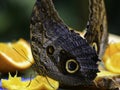 Pale Owl Butterflies eating fruit