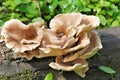 Pale Oyster Fungus - Pleurotus Pulmonarius on A Fallen Tree Trunk Royalty Free Stock Photo