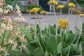 Pale paper daisy Helichrysum pallidum, flowering plant in a garden