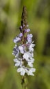 Narrowleaf Vervain - Verbena simplex Wildflowers Royalty Free Stock Photo