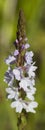 Narrowleaf Vervain - Verbena Simplex Wildflowers
