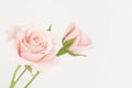 Pale pastel pink roses Royalty Free Stock Photo