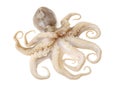 Pale peach colored octopus