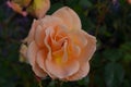 Pale Peach Flowering Rose Blossom in a Garden Royalty Free Stock Photo