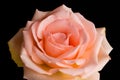 Pale Peach Rose Royalty Free Stock Photo