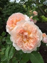 Pale peach roses
