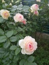 Pale peach spray roses grow in the garden