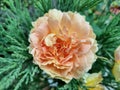 Rosa `Molineux`