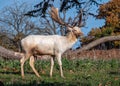 Fallow Deer Buck - Dama dama standing in a sunny parkland. Royalty Free Stock Photo