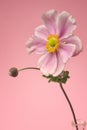 Pale pink anemone flowers on a pink background