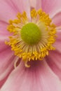 Pale pink anemone flowers on a pink background. space for titles or quotes
