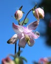 Pale Pink Aquilegia Flowers