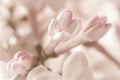 Pale pink beige neutral color little lilac flower three closed bud on blur background for wedding invitation or vintage romantic Royalty Free Stock Photo