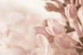 Pale pink beige neutral color little lilac flowers buds on blur blur light background for wedding invitation or vintage romantic Royalty Free Stock Photo