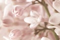 Pale pink beige neutral color little lilac flowers and few closed buds on blur background for wedding invitation or vintage Royalty Free Stock Photo