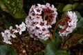 Bergenia ciliata