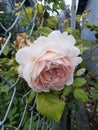 Pale pink bloom against chain link fence Royalty Free Stock Photo