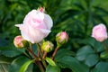 Pale pink blooming rose bud `Sinderella` scrub in a country summer garden. Royalty Free Stock Photo