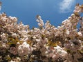 Vivid pale pink blossom on a cherry tree in bright sunshine against a bright blue spring sky