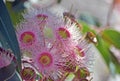 Pale pink blossoms of an Australian native flowering gum Royalty Free Stock Photo