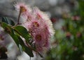 Pale pink blossoms of an Australian native flowering gum Royalty Free Stock Photo