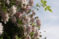 Close up of pale pink blossoms of rambler or climbing roses against pale blue sky on blurred background., dreamy inflorescence  in Royalty Free Stock Photo