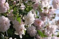 Close up of pale pink blossoms of rambler or climbing roses against pale blue sky on blurred background., dreamy inflorescence  in Royalty Free Stock Photo